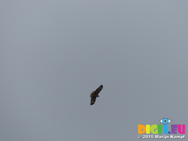 FZ012819 Buzzard